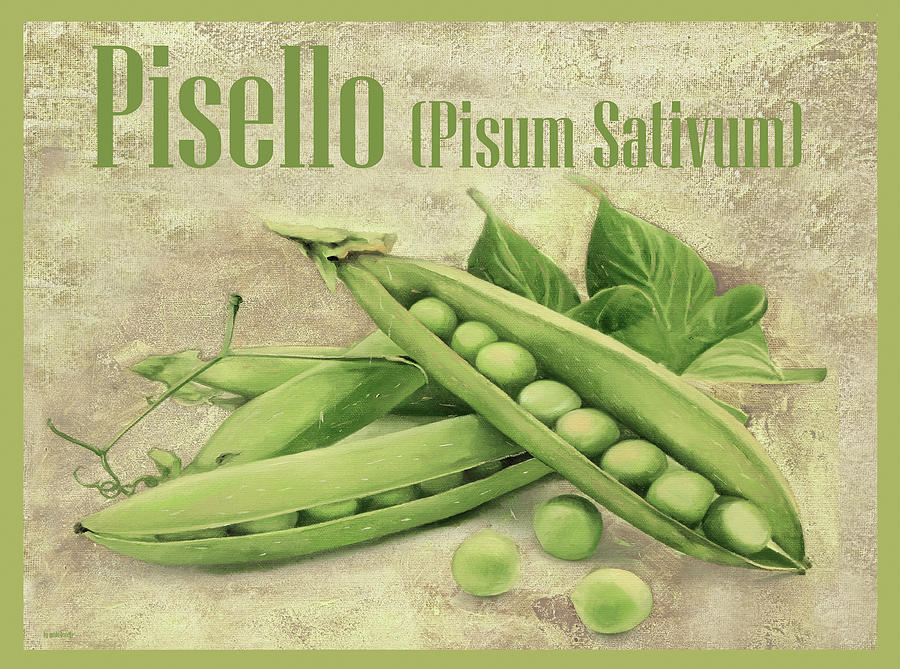 Vegetable Painting - 1013-pisello Pisum Sativum by Guido Borelli