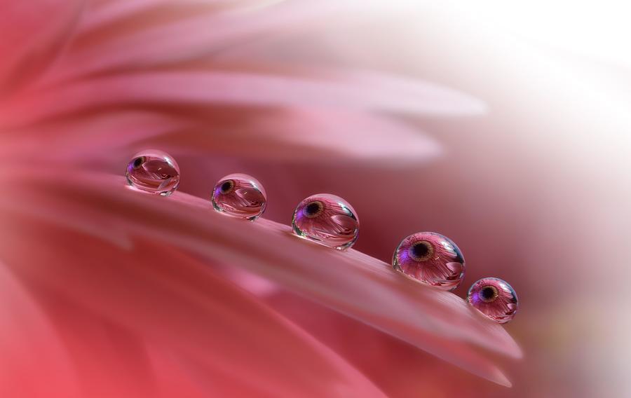 Beautiful Nature Background.floral Art Photograph by Juliana Nan - Fine ...