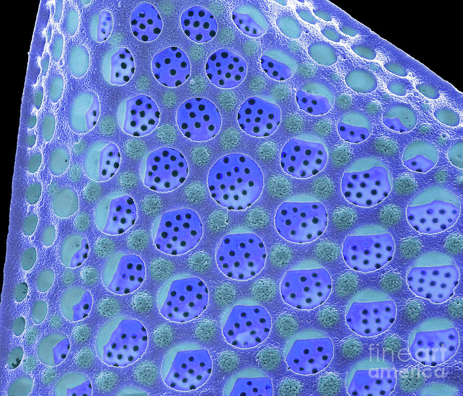 Diatom Photograph by Steve Gschmeissner/science Photo Library