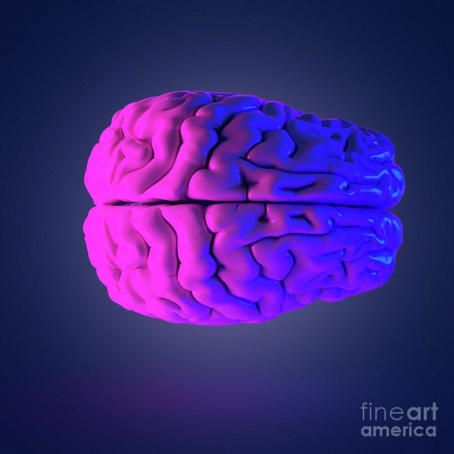 Brain 103. Мозги человека в реальности.