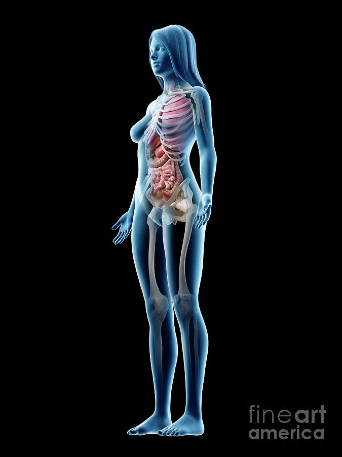 Female Anatomy #104 Photograph by Sebastian Kaulitzki/science Photo Library
