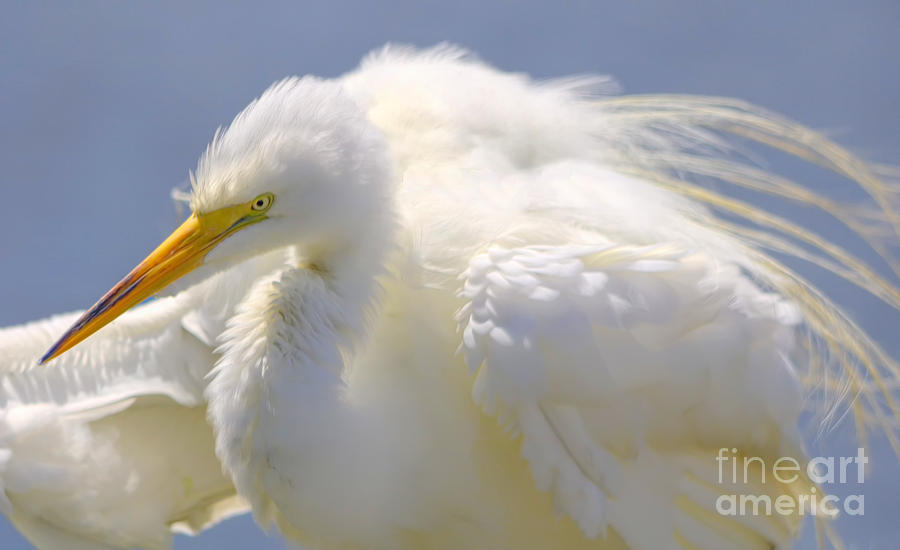 Great White Egret #107 Photograph by Paulette Thomas