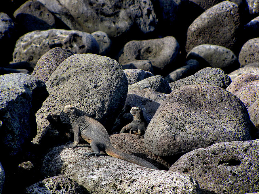 Galapagos Islands Ecuador #108 Photograph by Paul James Bannerman