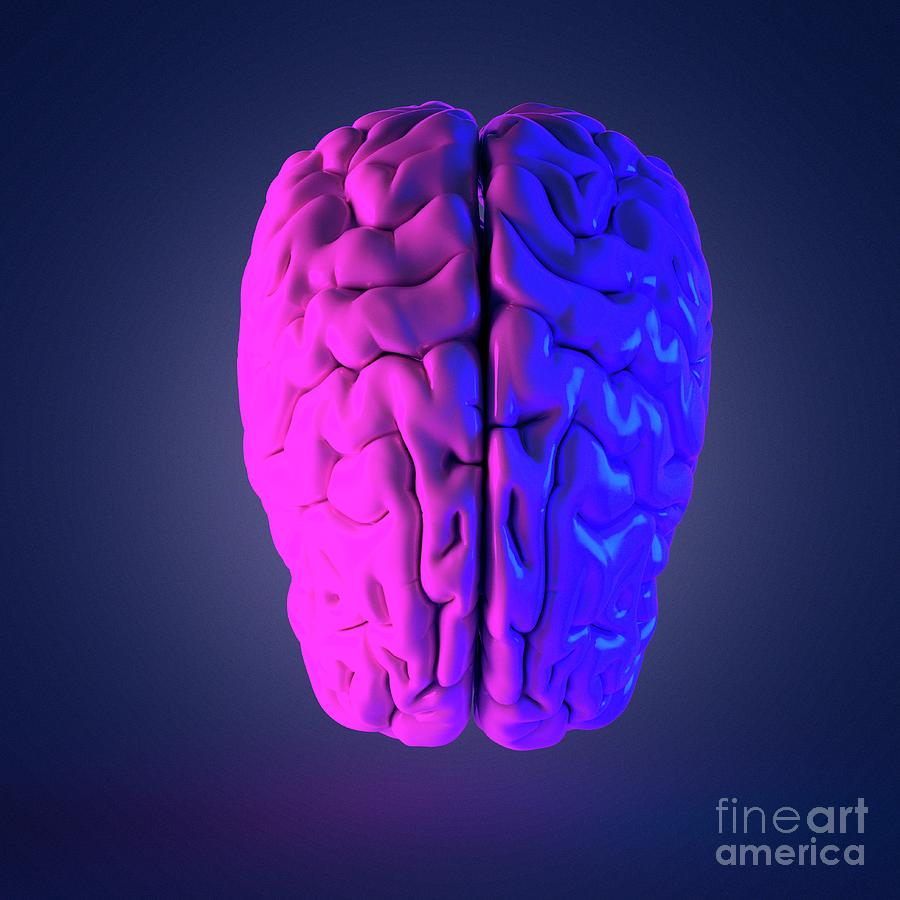 Isolated Photograph - Human Brain by Sebastian Kaulitzki/science Photo Library Isolated Photograph - Human Brain by Sebastian Kaulitzki/science Photo Library