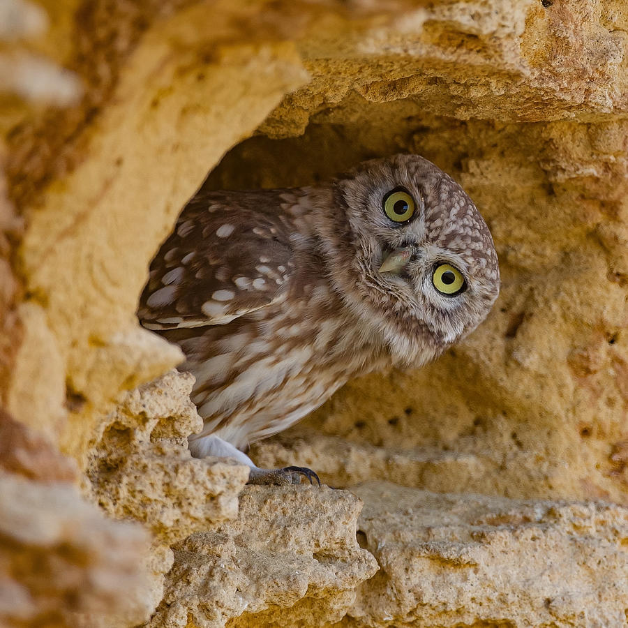 Little Owl #108 Photograph by David Manusevich