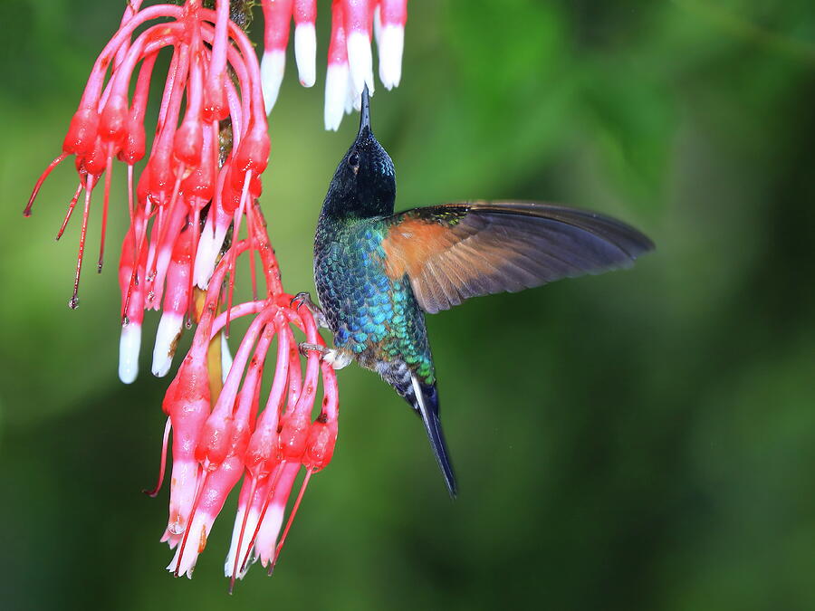 Hummingbird of Ecuador, CG Photograph by Alex Nikitsin - Fine Art America