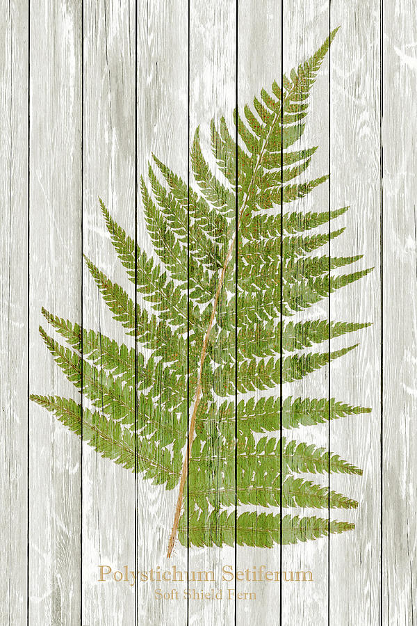 19th Century Fern Illustration Stamped On Whitewashed Or White W