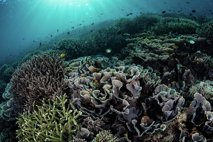 A Beautiful Coral Reef Grows #11 Photograph by Ethan Daniels