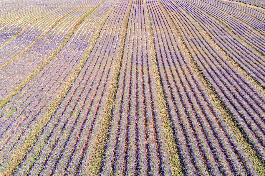 Nature Photograph - Aerial View Of Agricultural Fields #11 by Levente Bodo