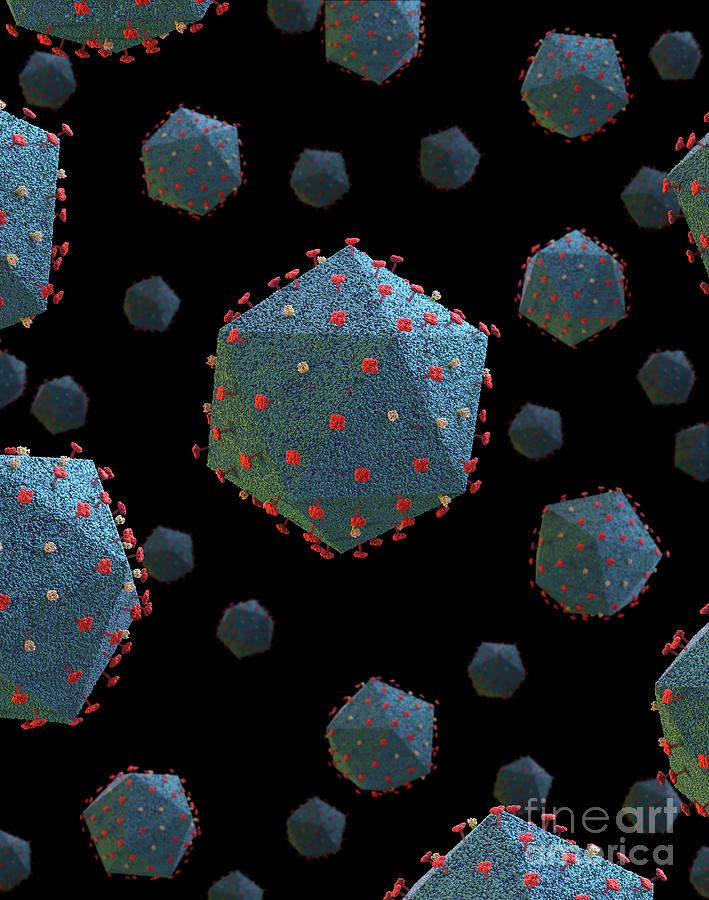 Artwork Photograph - African Swine Fever Virus Particles 11 by Tim Vernon/science Photo Library Artwork Photograph - African Swine Fever Virus Particles 11 by Tim Vernon/science Photo Library