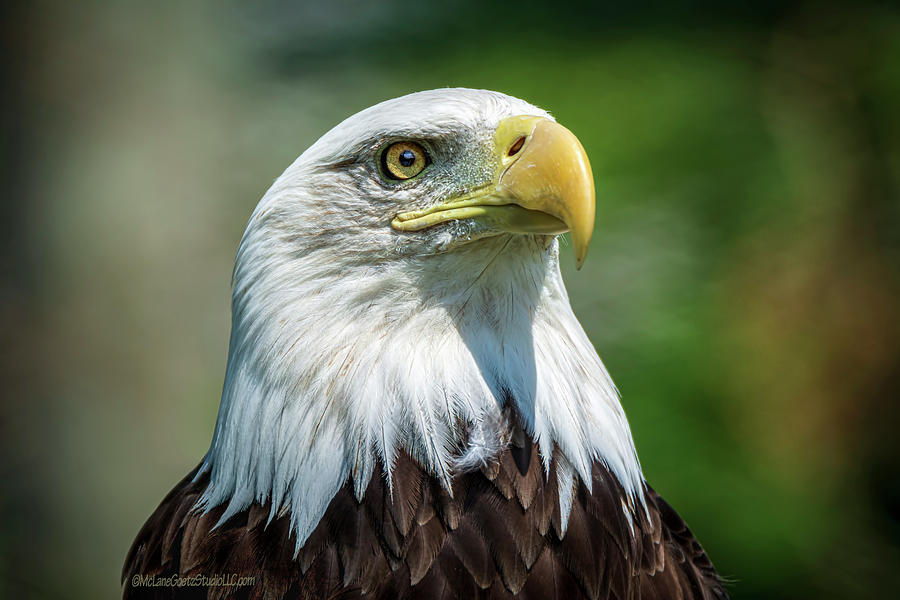 American Bald Eagle #11 Photograph by LeeAnn McLaneGoetz McLaneGoetzStudioLLCcom