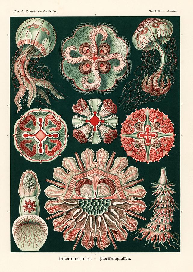 Ernst Haeckel Drawing - Art Forms in Nature, Kunstformen der Natur, Liepzig, Germany, 1904. #11 by Album