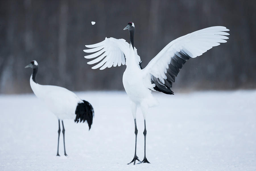 Wildlife Photograph - Asia, Japan, Hokkaido, Kushiro, Akan #11 by Ellen Goff