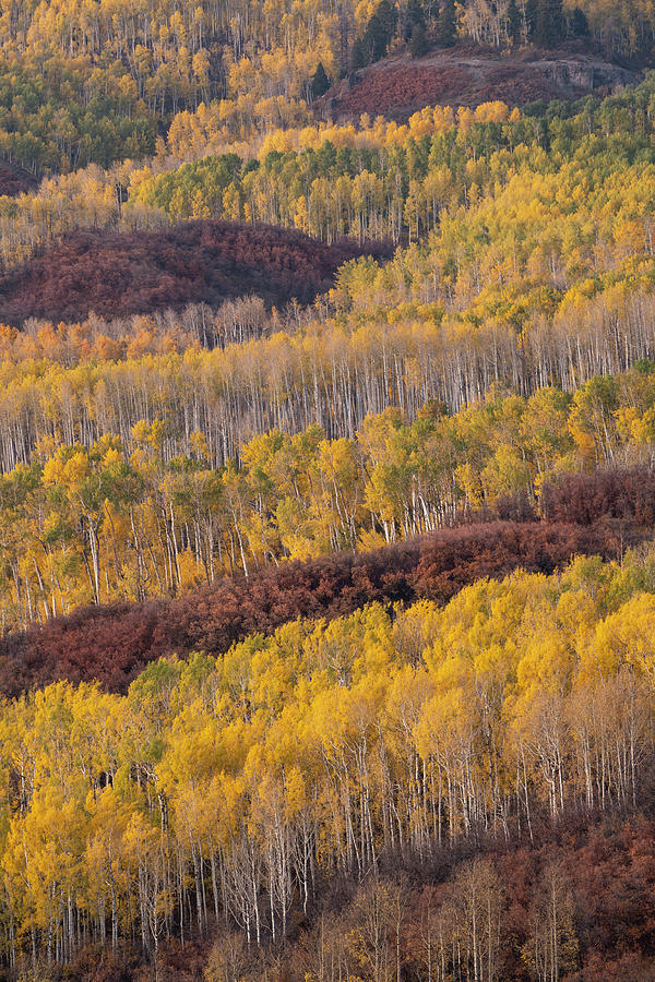 Aspen,autumn,colorado,danita Photograph by Jaynes Gallery - Fine Art ...