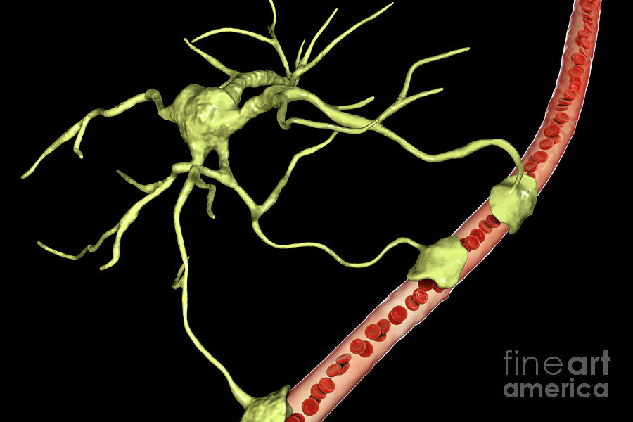 Astrocyte And Blood Vessel #11 Photograph by Kateryna Kon/science Photo Library