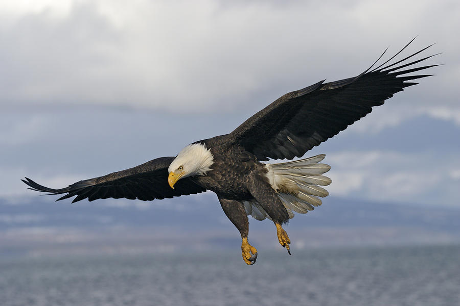 Bald Eagle In Flight #11 Photograph by James Zipp