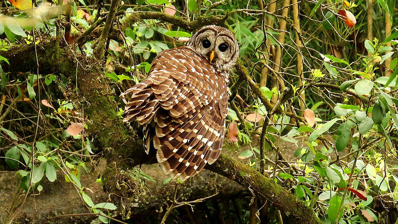 Barred Owl by Betty Berard Barred Owl by Betty Berard