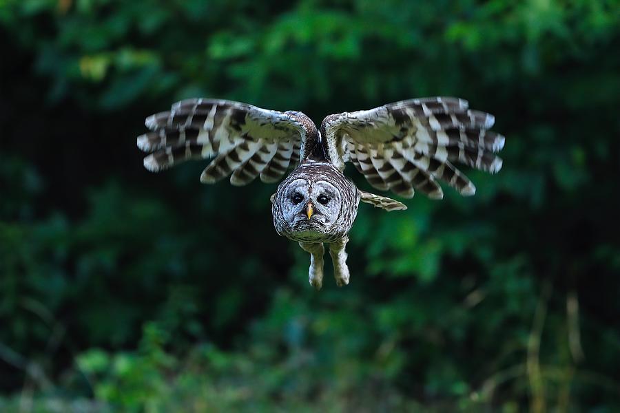 Barred Owl... #11 Photograph by Gavin Lam