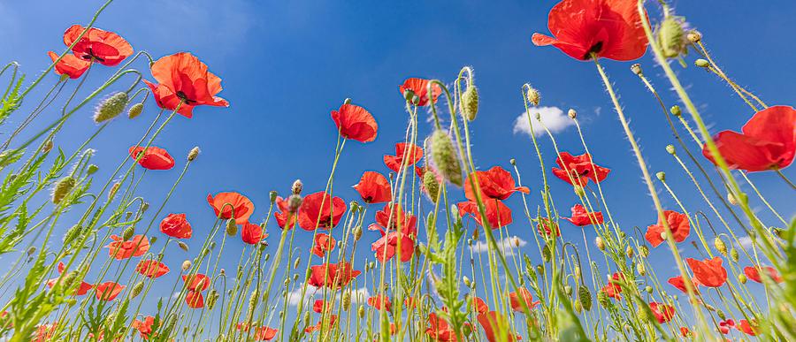Poppy Photograph - Beautiful Summer Meadow Nature. Spring #11 by Levente Bodo