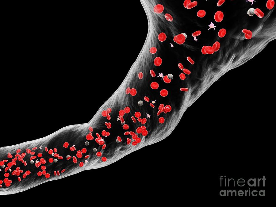 3d Photograph - Blood Vessel by Sebastian Kaulitzki/science Photo Library 3d Photograph - Blood Vessel by Sebastian Kaulitzki/science Photo Library