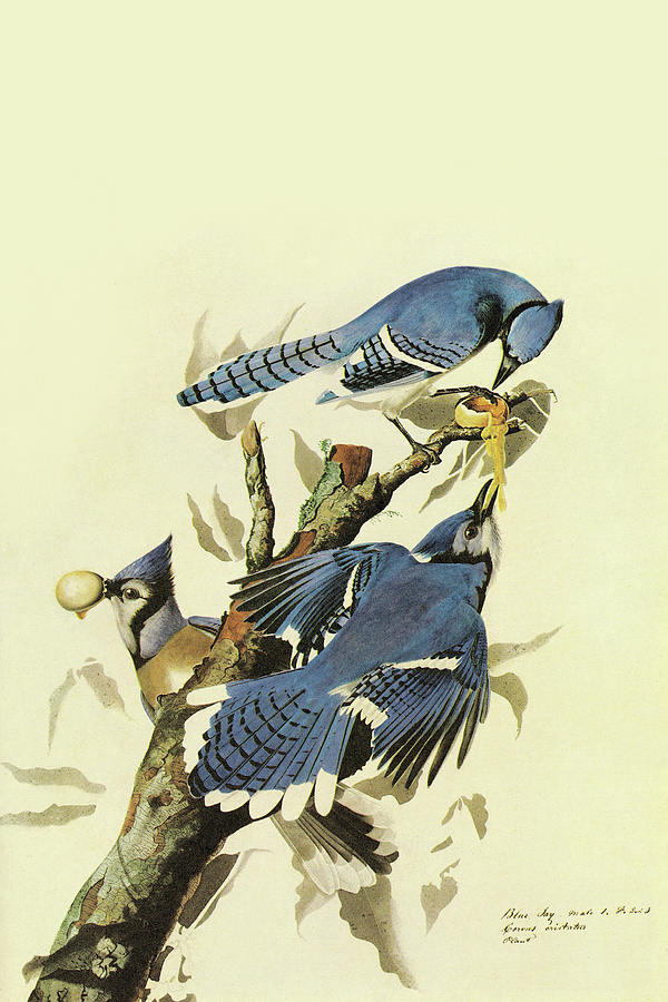 Blue Jay Bird Art for Sale - Fine Art America