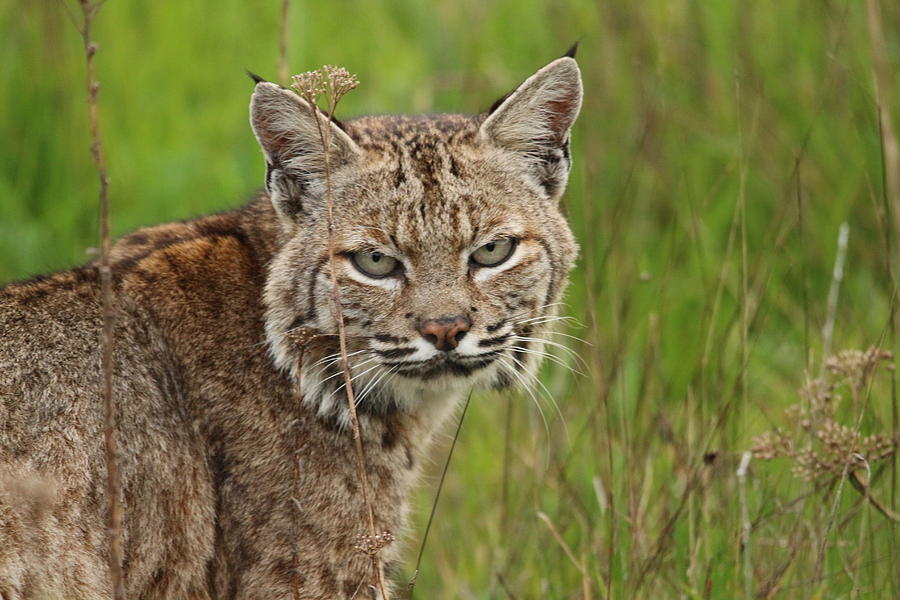 Bobcat by Paul Comish Bobcat by Paul Comish