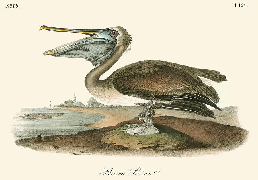 Bird Painting - Brown Pelican #11 by John James Audubon