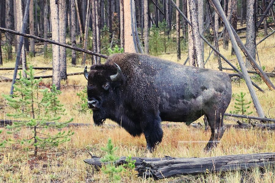 Buffalo at Yellowstone National Park #11 Photograph by Susan Jensen