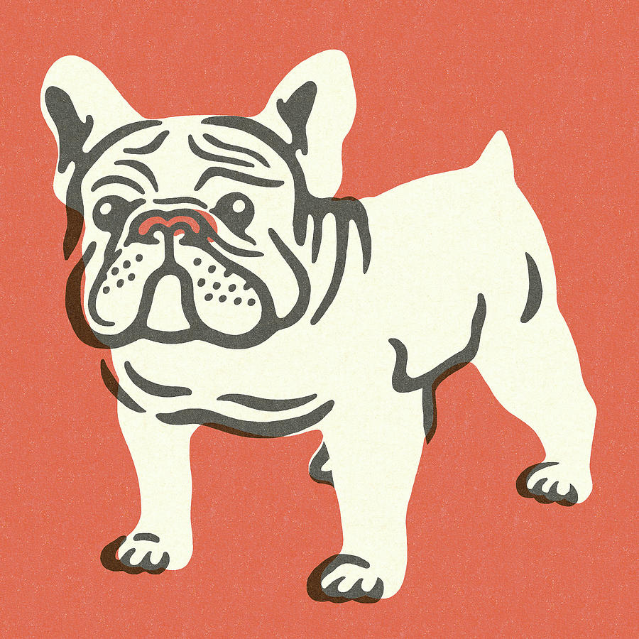 Vintage Drawing - Bulldog #11 by CSA Images
