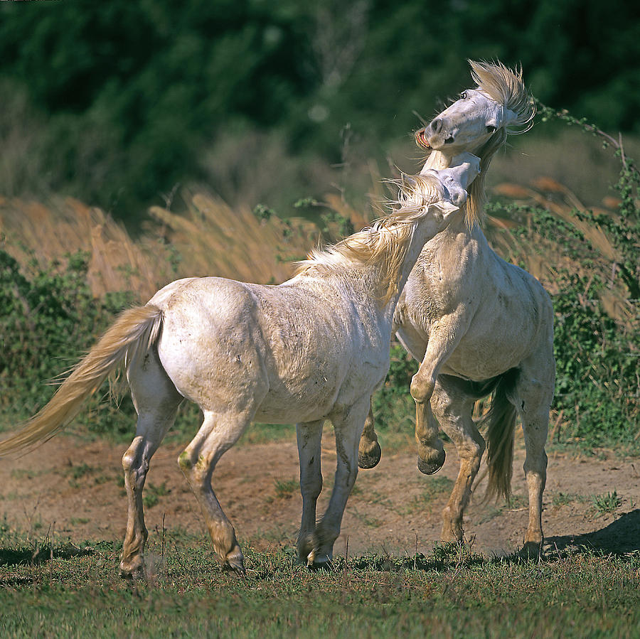 Camargue Horses #11 Digital Art by Robert Maier