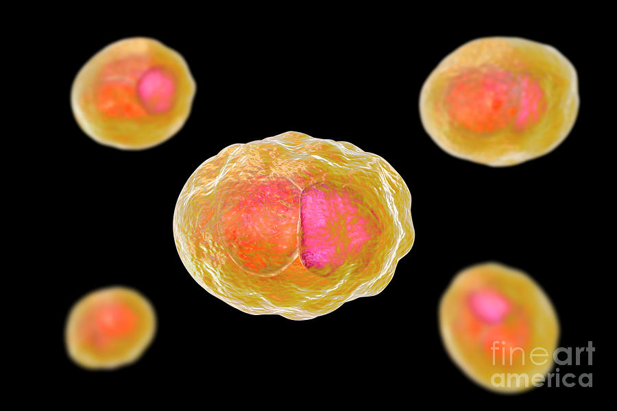 Chlamydia Trachomatis Bacteria Photograph By Kateryna Konscience Photo Library Pixels 1632