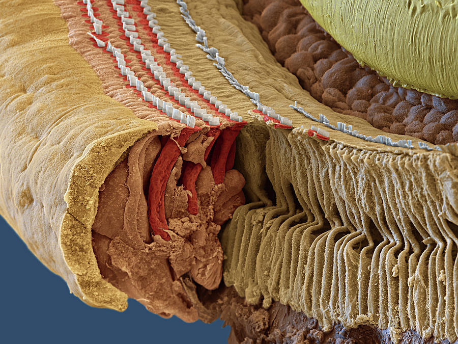 Cochlea, Coil Section, Sem #11 Photograph by Oliver Meckes EYE OF SCIENCE
