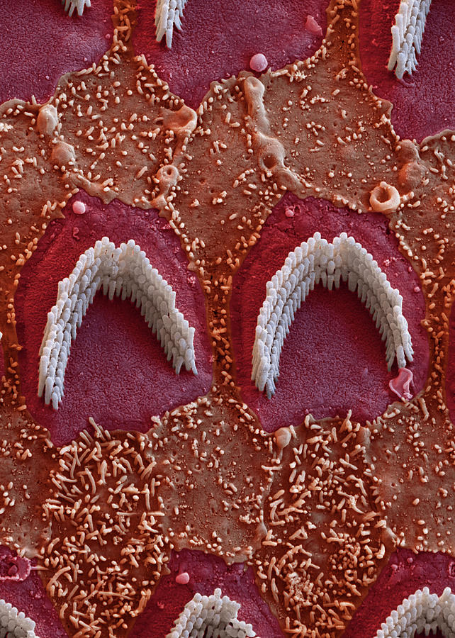 Cochlea, Outer Hair Cells, Sem #11 Photograph by Oliver Meckes EYE OF SCIENCE