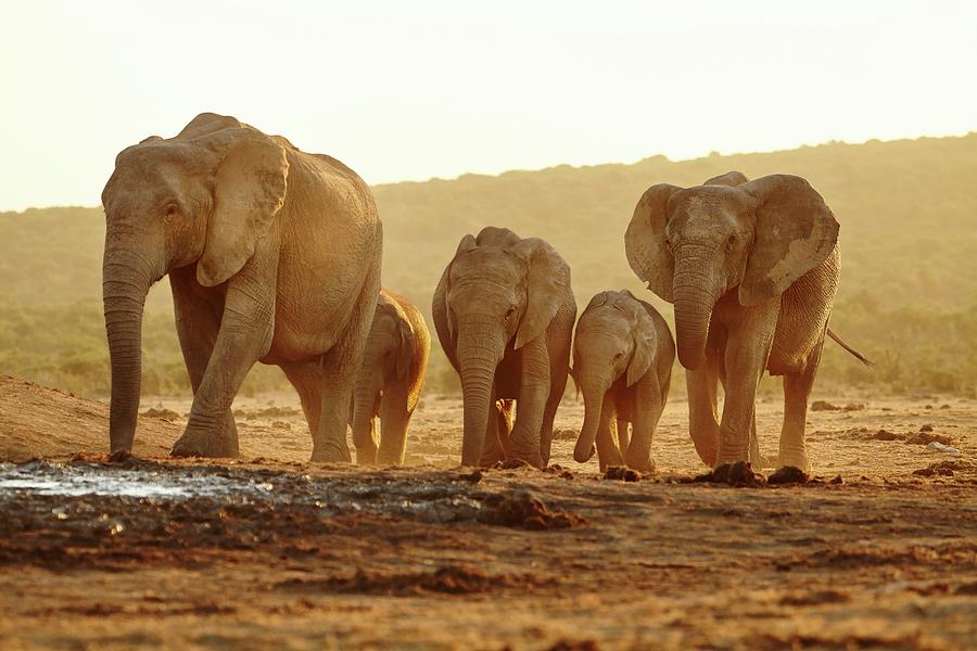 Elephants, South Africa #11 Digital Art by Richard Taylor