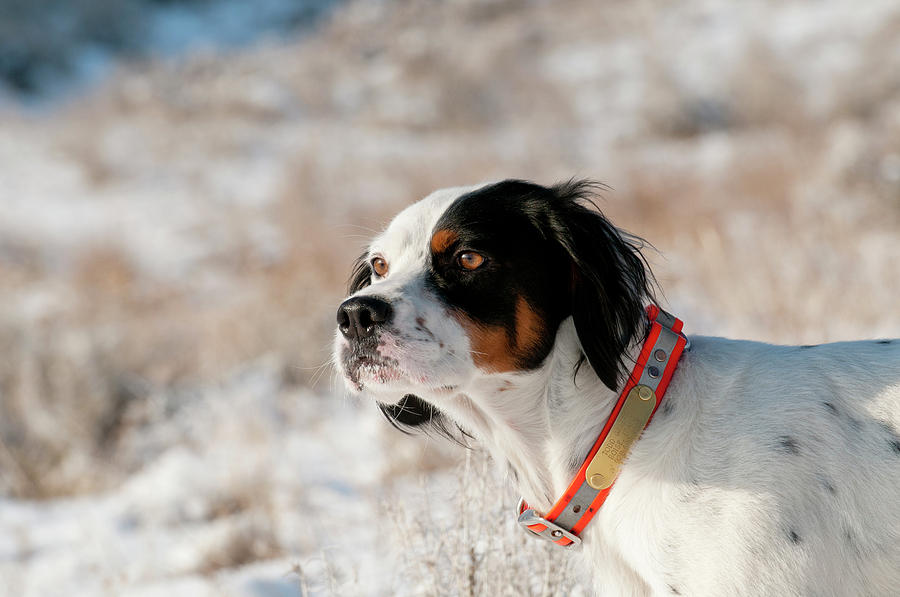 English Setter On Point #11 Photograph by William Mullins