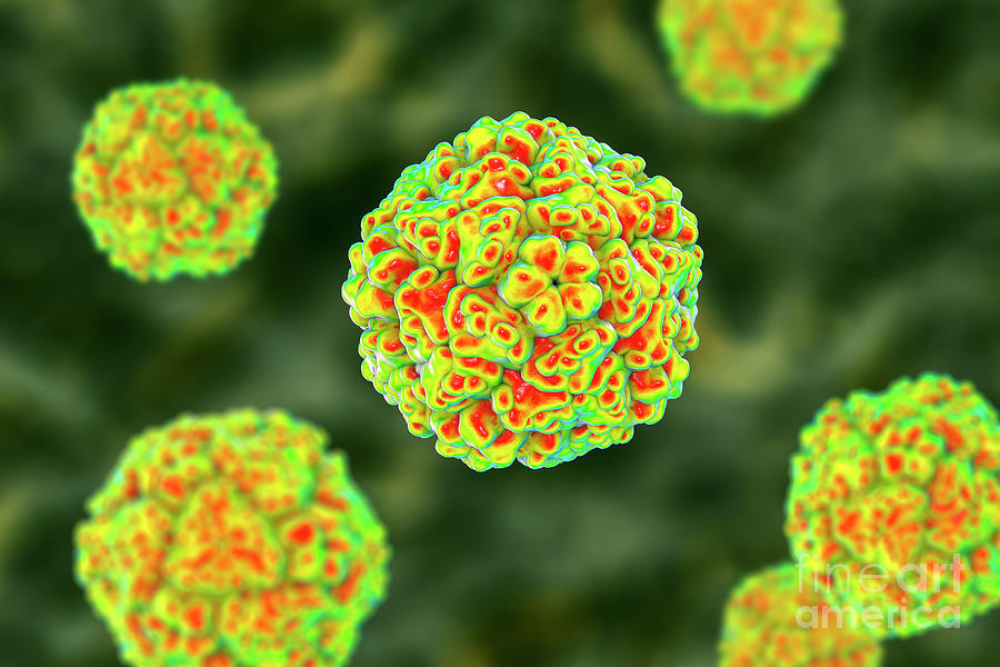 Enteroviruses Photograph By Kateryna Konscience Photo Library Fine Art America