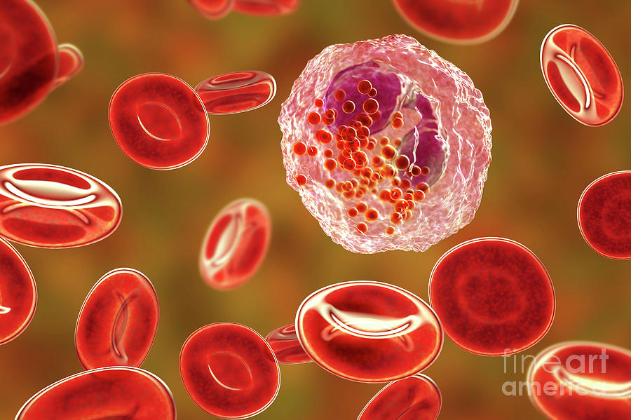 Eosinophil White Blood Cell Photograph by Kateryna Kon/science Photo ...