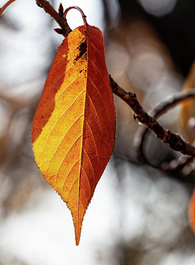 Fall Leaf #11 Photograph by Robert Ullmann
