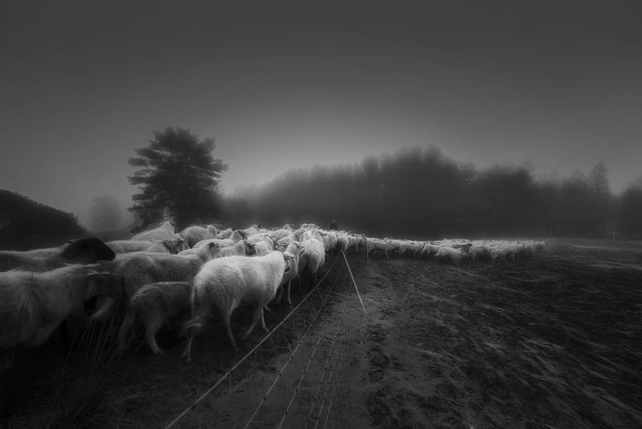 Nature Photograph - Foggy Memory  Of The Past #11 by Saskia Dingemans