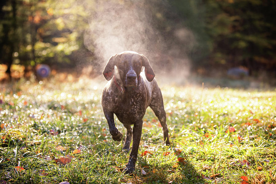 Mountain Photograph - German Shorthaired Pointer Hunting With Steam Rising On Cold Morning #11 by Cavan Images