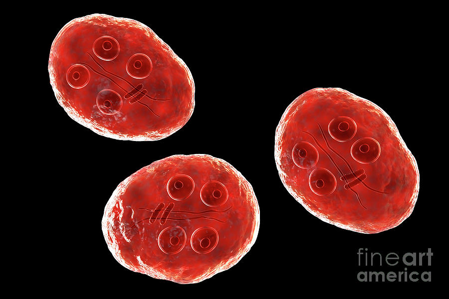 Giardia Intestinalis Protozoan Cyst Photograph By Kateryna Konscience Photo Library Fine Art 1708