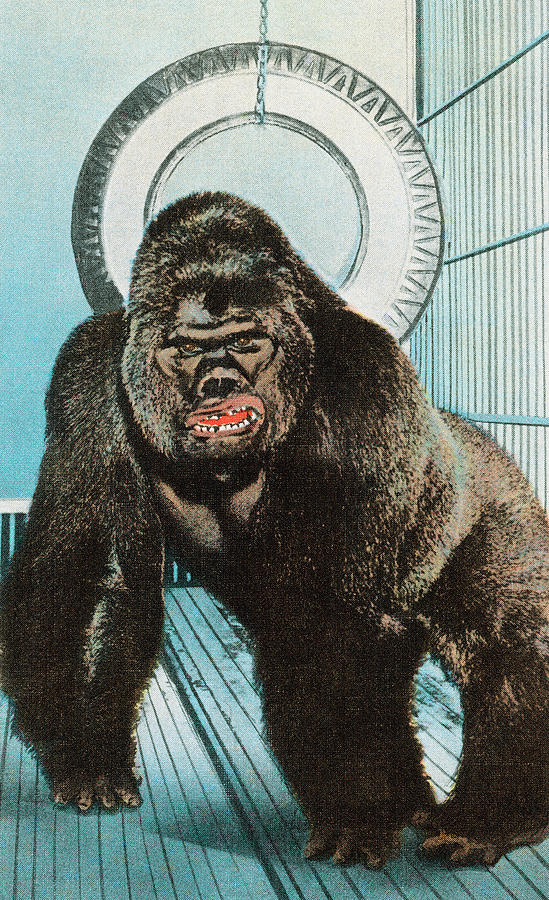Vintage Drawing - Gorilla #11 by CSA Images