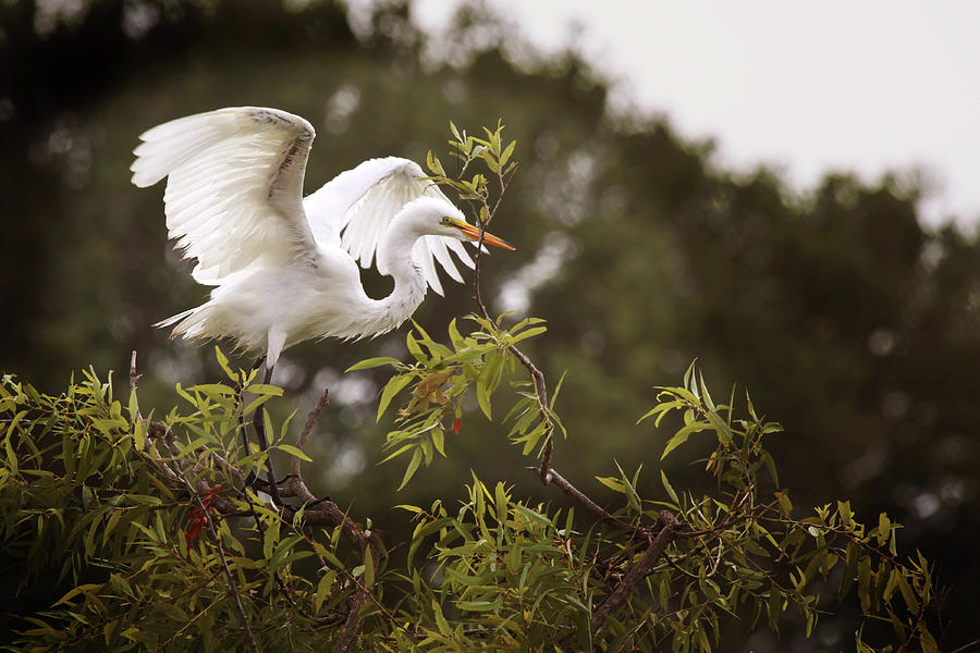 Great White Egret #11 Photograph by Joseph G Holland