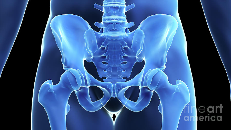 Hip Bone #11 by Sebastian Kaulitzki/science Photo Library