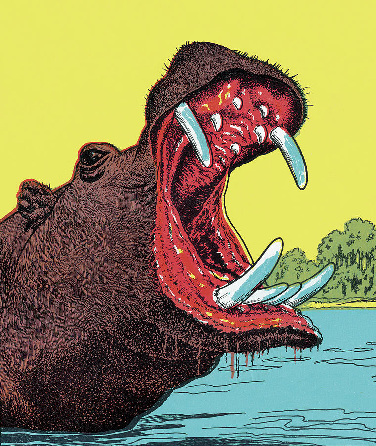 Hippopotamus Drawing - Hippopotamus #11 by CSA Images