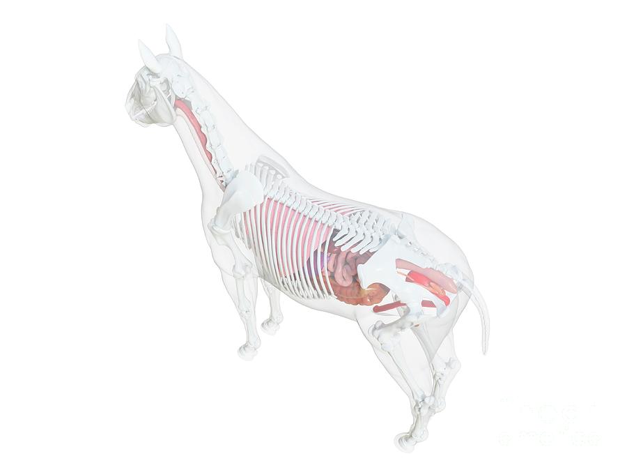 Horse Anatomy Photograph by Sebastian Kaulitzki/science Photo Library ...