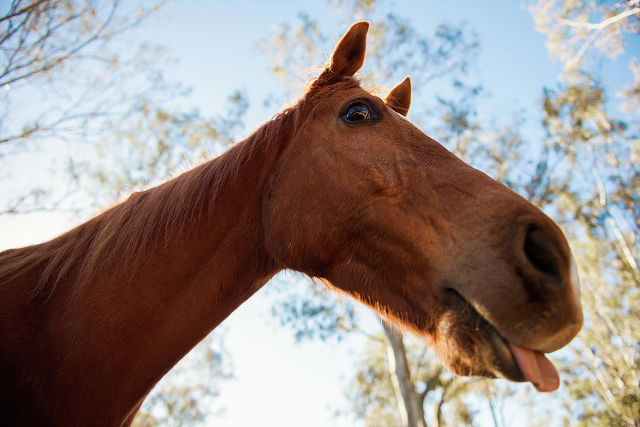 Horse in a countryside by Rob D Imagery Horse in a countryside by Rob D Imagery