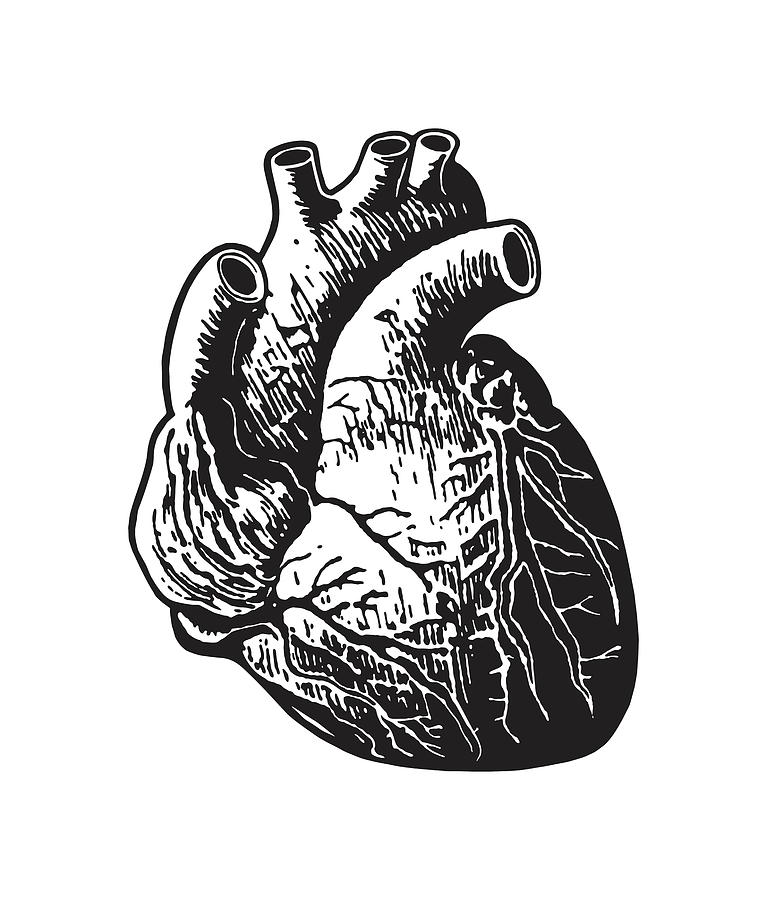 black and white human heart photography