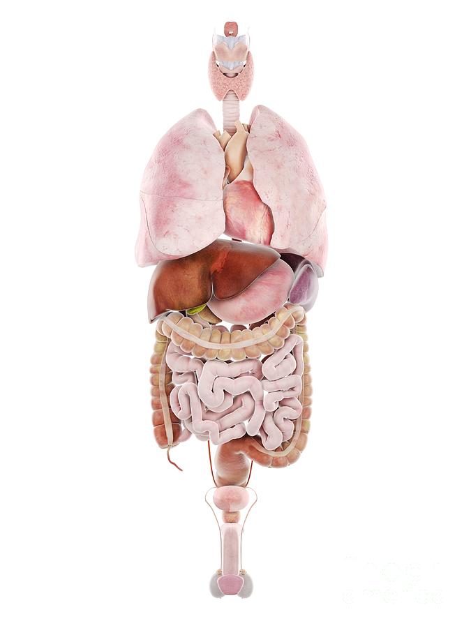 Human Internal Organs Photograph by Sebastian Kaulitzki/science Photo ...