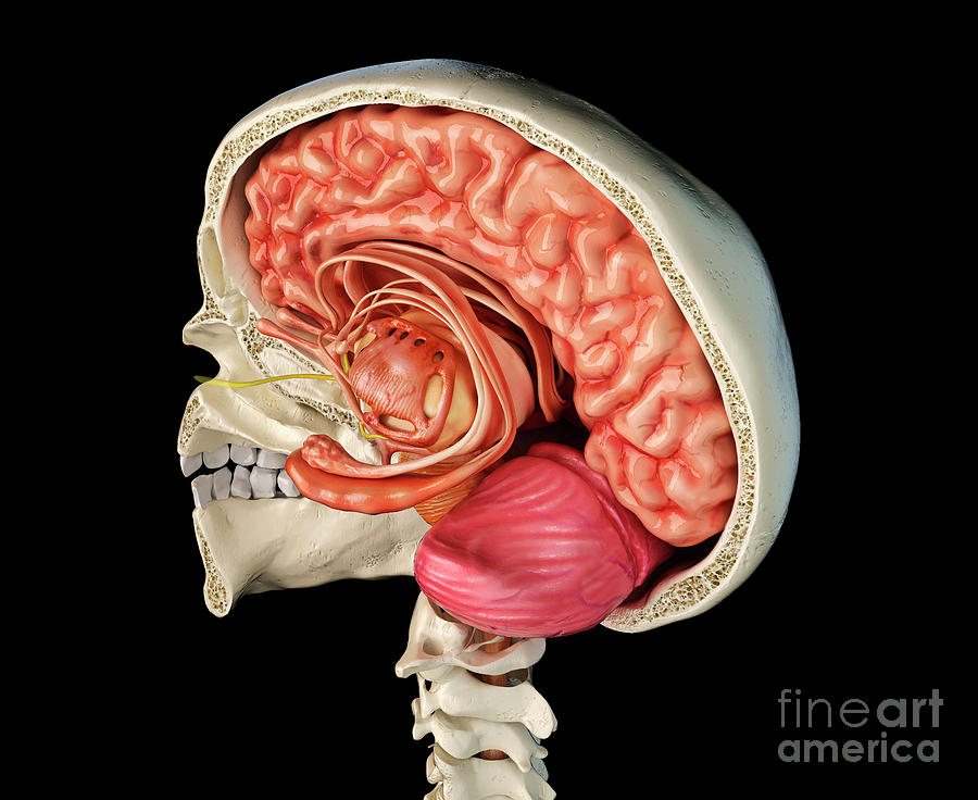 Human Skull Cross-section With Brain #11 Photograph by Leonello Calvetti/science Photo Library